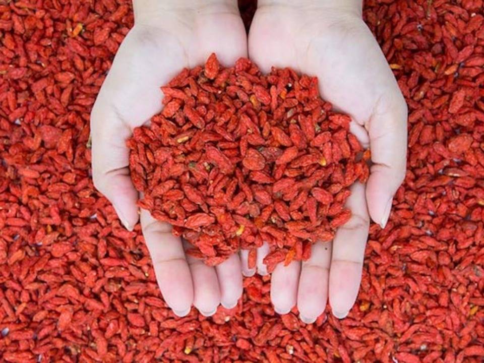 Goji Berry’nin Olağanüstü Faydaları